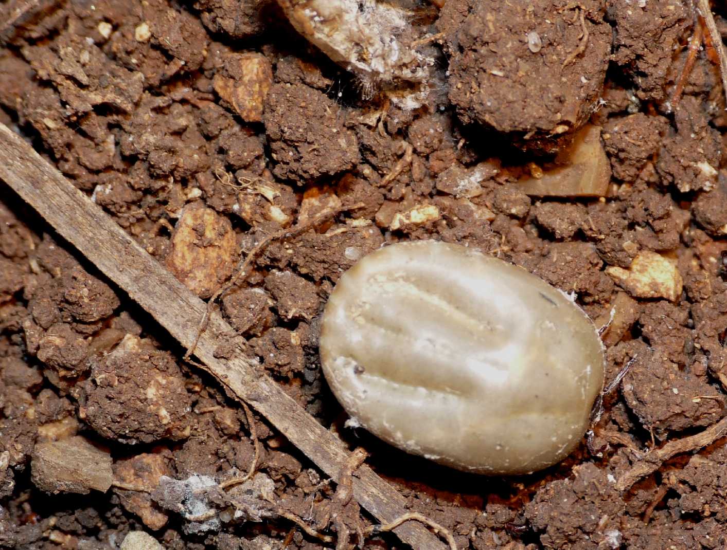 Zecca gigante con uova